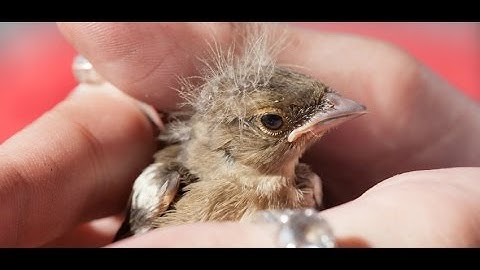 What to Do If You Find Orphaned or Injured Wildlife