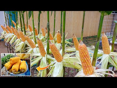 Tips for Growing Yellow Corn in Plastic Containers, From Seeding to