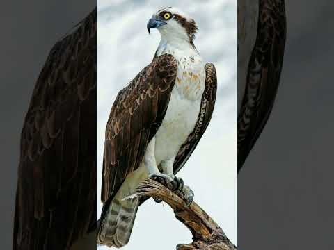 ايه اسم الطائر المرسوم على علم مصر