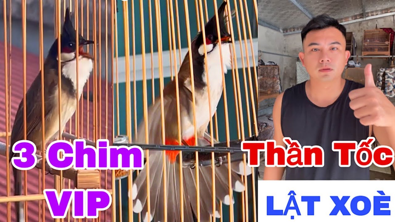 CHIẾN LANG THẦN CỌP LẬT XOÈ 3 CHIẾN TƯỚNG NẾT CỰC DỮ CHIỀU SÂU GIẢI MỞ RỘNG | ĐẤU TRƯỜNG TƯƠNG LAI 