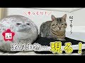 うちの猫にそっくりなアザラシが現れた時の猫の反応はいかに…！