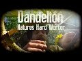 Dandelion, Natures Hard Worker | with Herbal Guest Dr. Terry Willard Ph.D. | Harmonic Arts