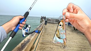Fishing a PIER with CUT BAIT for Whatever Bites!! (Unexpected Catch)