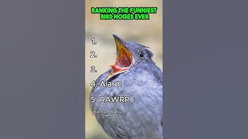 Top 5 Bird Sounds That Are Just Too Funny!