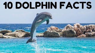 10 DOLPHIN FACTS FOR KIDS | ABOUT DOLPHINS | KIDS LEARNING EDUCATIONAL VIDEOS | DONUT KIDS TV