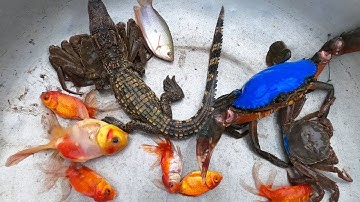 Thảo Cady đi giải cứu các con vật ngoài ngõ, con cá sấu, con cá vàng, con cua.