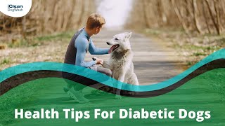 Health Tips For Diabetic Dogs by iClean Dog Wash 7 views 2 years ago 50 seconds