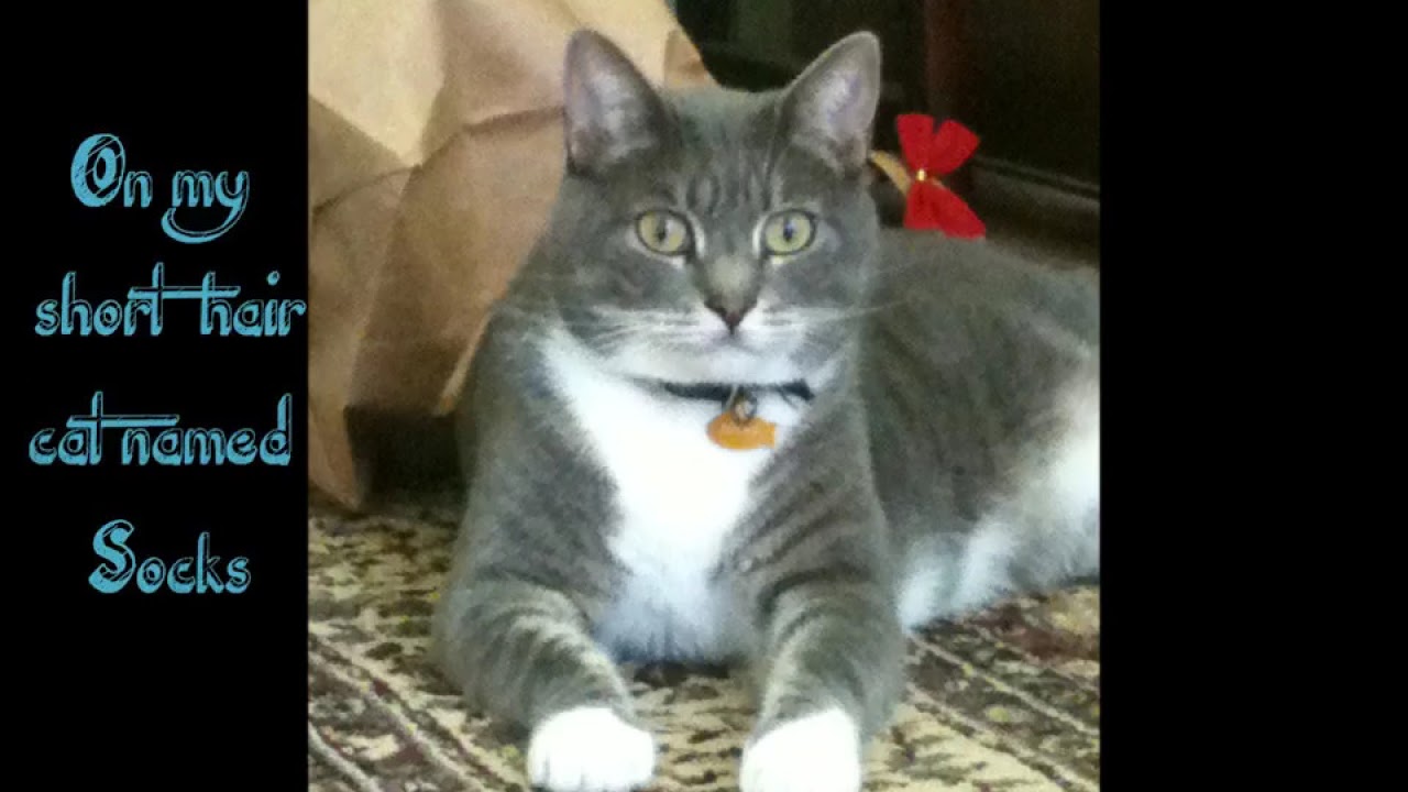 My cat named Socks', FURminator Brush vs. Regular Brush (Cat Edition