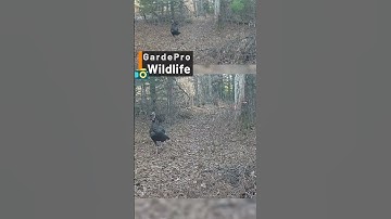 How Coyotes Hunt in Packs : The Strategies of the Hunt