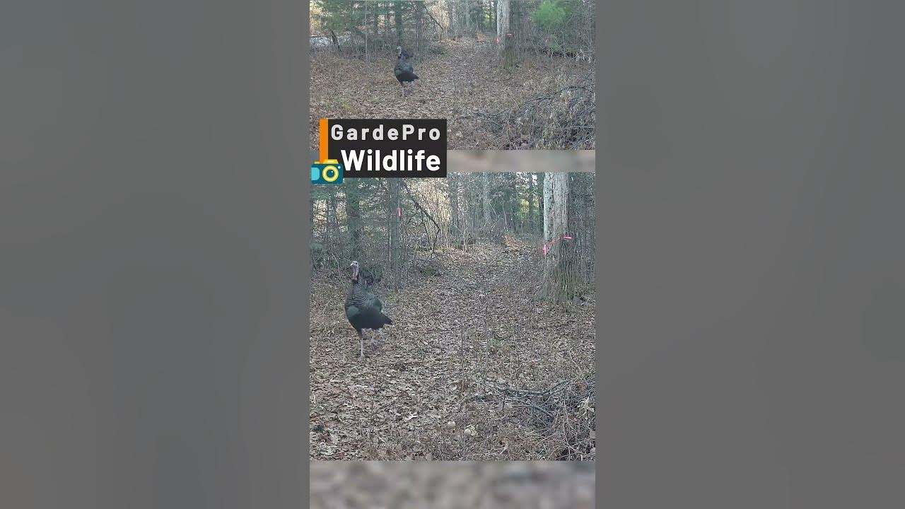 How Coyotes Hunt In Packs The Strategies Of The Hunt YouTube How coyotes hunt in packs the strategies of the hunt youtube