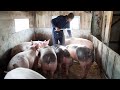 //Почему🐖Глории,готовим на замену,осеменяем в общаке,не делайте так как Я//