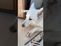 ホワイトシェパードのれお。ママにどーんって突撃しました！大型犬は危ないから気をつけないと。。#shorts