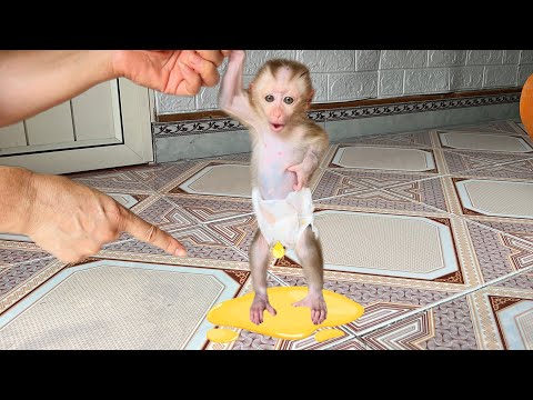baby monkey Tina pooped and ran to find her mother to change her diaper