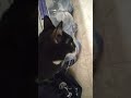 cat is messing with a water bottle
