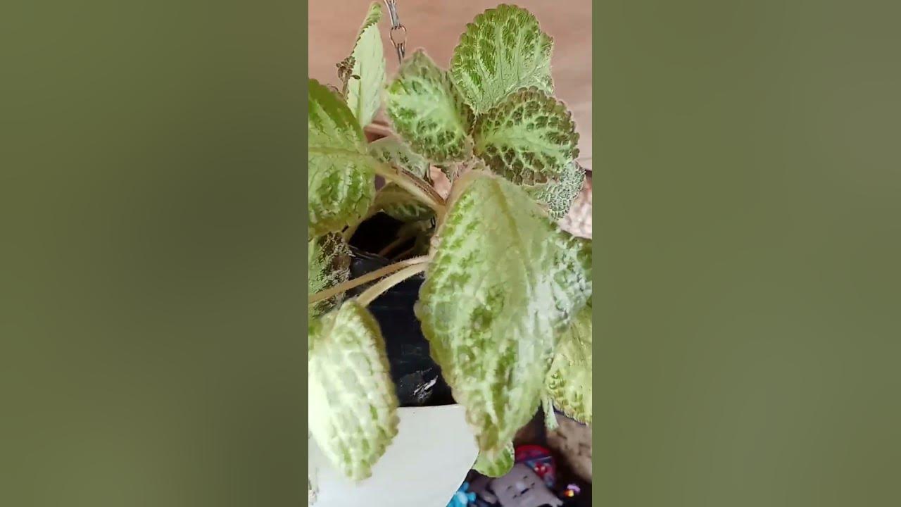 the best pang hanging plant - YouTube