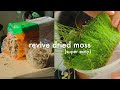 How to revive dried sphagnum moss | easy tutorial