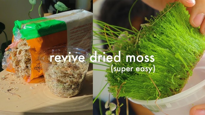 Moss For Plants: What It Is & How To Maintain It — Plant Care Tips and More  · La Résidence