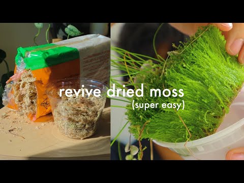 Video: K čemu je sphagnum moss dobrý?