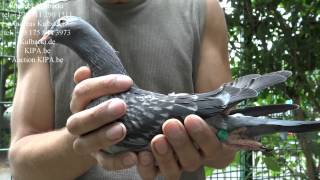 in DUBAI and IRAN ,KULBACKI COMPANY FOR PIGEONS RACE WhatsApp +49-1511-290-1511