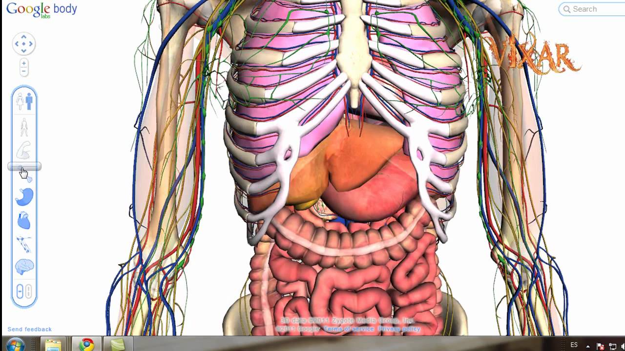 interior del cuerpo humano organos 21 navegar por el cuerpo humano con la nueva herramienta interior del cuerpo humano organos 21 navegar por el cuerpo humano con la nueva herramienta