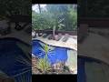 目の前で釣れる宿が最高 #fishing#shorts #fish