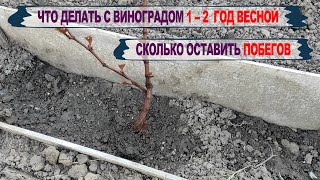 🍇 От ЭТОЙ ОШИБКИ болит голова. Обязательно сделайте ЭТО прямо СЕЙЧАС с виноградом 1го и 2го года.