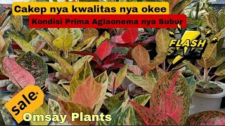 Harga Kaget ‼️Borong banyak Dari Omsay plants,eps.1.606 part 1