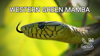 Deadly venomous Western green mamba from West Africa