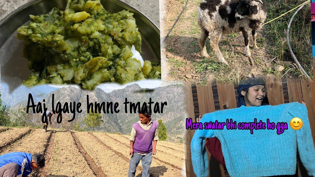 Aaj lgaye hamne tamatar ke podhe ore mera sweater bhi complete ho gya 😊