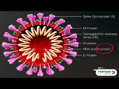 Vídeo: O Que é Um Vírus?