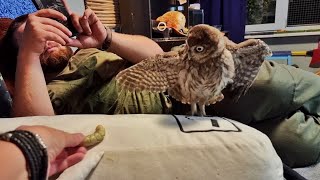 Who is scarier: an orange lizard or a huge caterpillar? Owlet Luchik tests for you!
