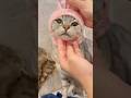 足長マンチカン、可愛すぎて人間のIQを下げてしまう...笑 #cat #猫