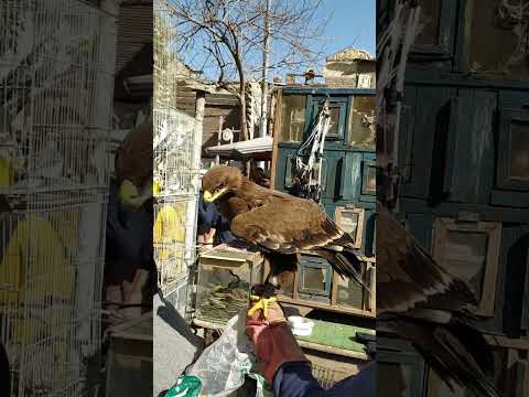 اسعار الحيوانات الاليفه ف سوق الجمعه