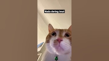 Nada dering kucing #shorts #kucingimut #kucinglucu