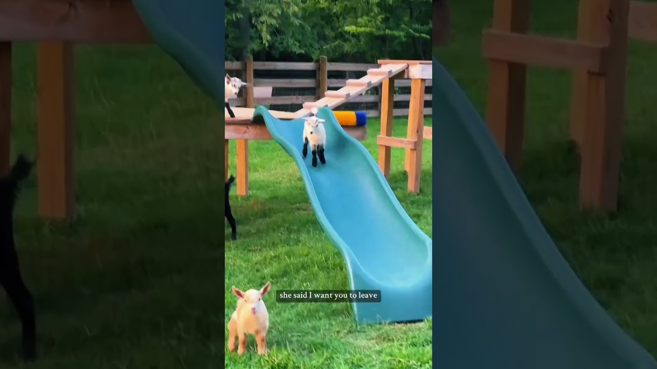 Baby Goats Slide Down Farmanimals Babygoats Babygoat Minigoats