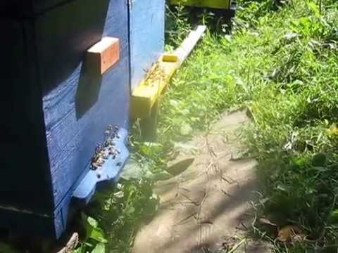 Video: Koliko su poslušne pčele?