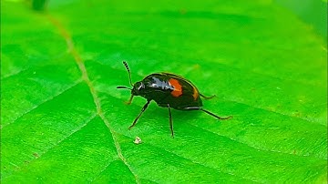 Scaphidium quadrimaculatum - The Shining Fungus Beetle