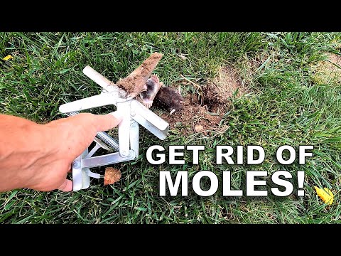 How To Get Rid Of Moles In Your Yard Fast!