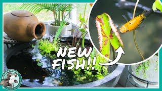 Adding Fish to My Patio Pond! (Dalmatian & Balloon Mollies)