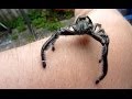 Biggest Jumping Spider EVER DOCUMENTED ON CAMERA!! Massive male Hyllus Diardi jumps on the camera!!