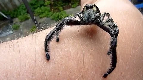 Biggest Jumping Spider EVER DOCUMENTED ON CAMERA!! Massive male Hyllus Diardi jumps on the camera!! - DayDayNews
