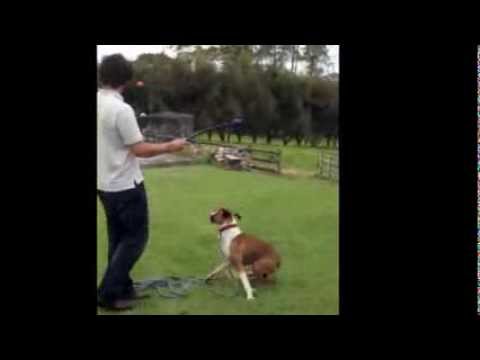 boxer-dog-training-tips:-stop-boxer-from-jumping-(case-study!)