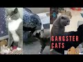Gangster Cats - Hilarious Cat Videos