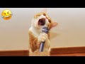 Funniest animals  new funny cats and dogss  part 4