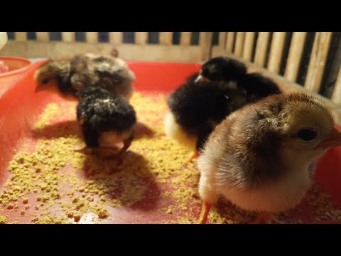 Video: Cara Beternak Anak Ayam