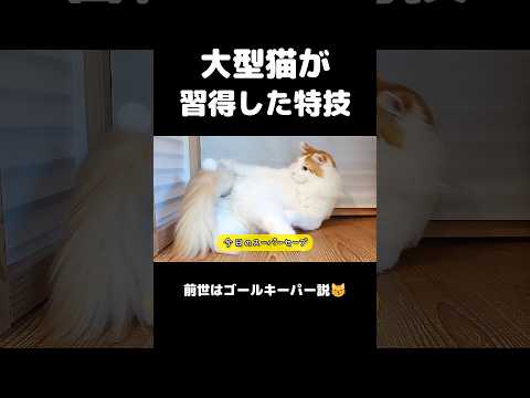 今日のセテさん #メインクーン #ノルウェージャンフォレストキャット #サイベリアン #大型猫 #猫のいる暮らし #shorts #cat #mainecoon #catshorts​