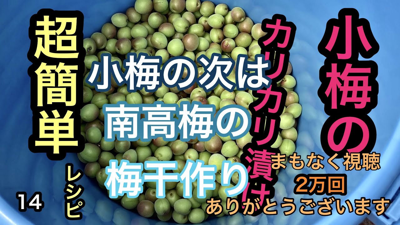 梅干作りとその後の小梅は Youtube