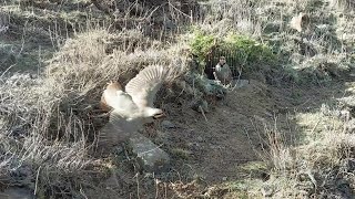 Шикори Кабк Keklik avi tuzakla Охота на куропатка Partridge hunting Kabk shikar شکار کبک Chukar avi