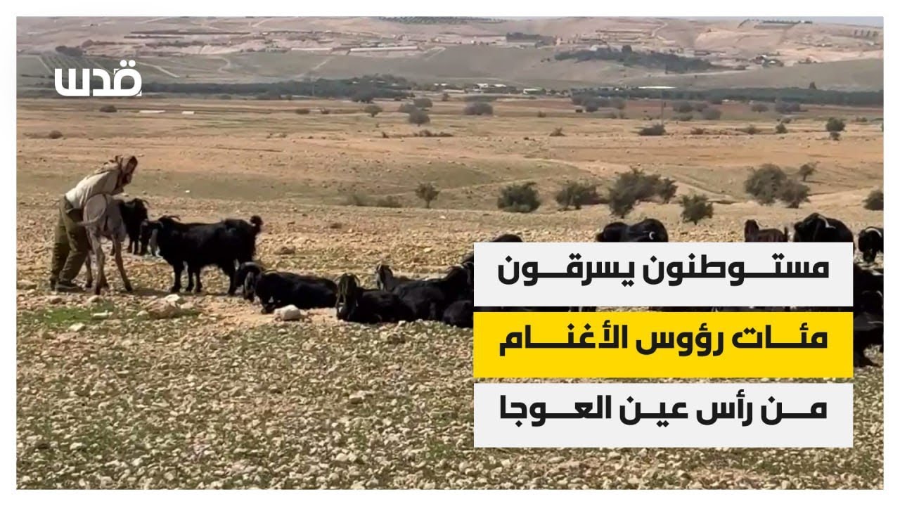 مستوطنون يسرقون مئات رؤوس الأغنام من الفلسطينيين بمنطقة رأس عين العوجا في أريحا.
