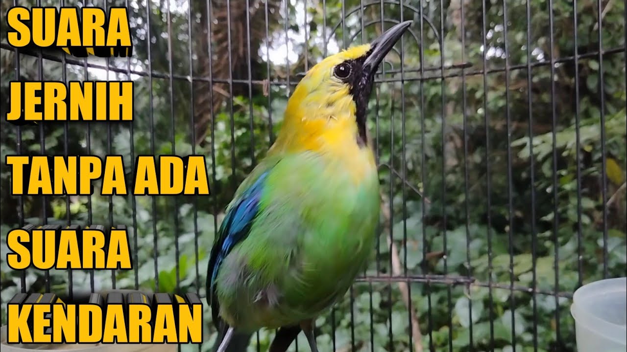 SUARA PANCINGAN CUCAK RANTING JANTAN AMPUH 💯% ( HUTAN SUMATERA )